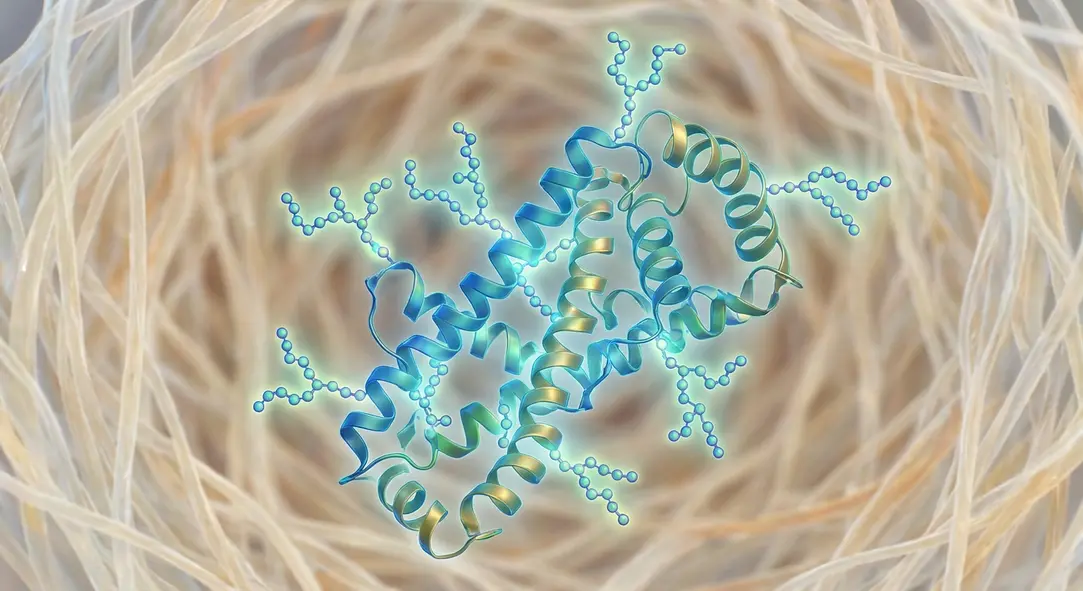 Mô hình cấu trúc phân tử Glycoprotein – thành phần dinh dưỡng chủ chốt trong yến sào.