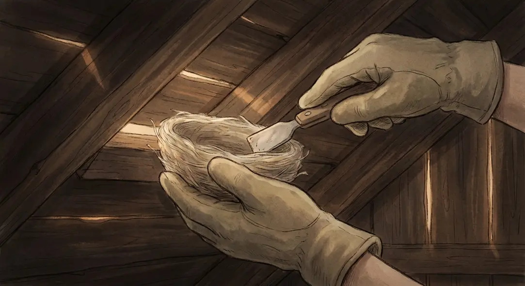 Kỹ thuật tách tổ yến nhẹ nhàng bằng dao chuyên dụng