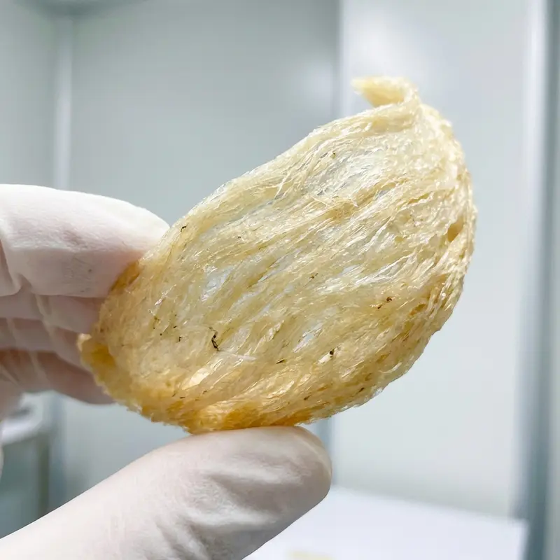 Sợi yến dài, đan xen chặt chẽ là dấu hiệu của tai yến chất lượng.