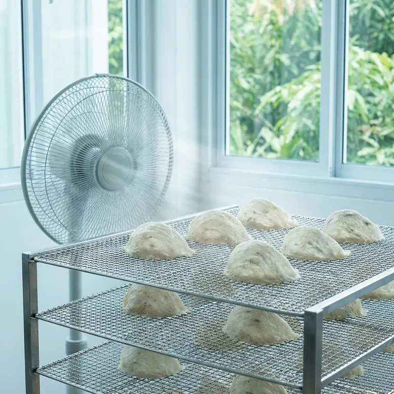 Sấy khô tổ yến bằng quạt gió trong môi trường mát mẻ trước khi cất giữ.
